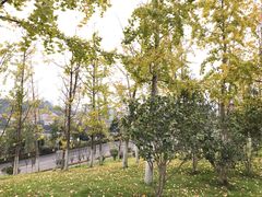 -铁山坪森林公园