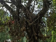-槟城植物园