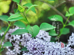 景点-将府公园