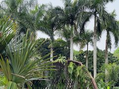 -深圳仙湖植物园