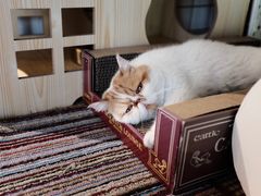 -喵屿·大理花园猫咖