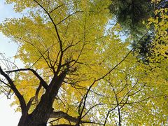 -鸡鸣汤包(红山动物园店)