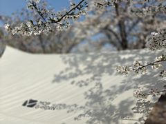 -上海辰山植物园