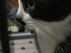 -宠福鑫康馨动物医院·骨科·眼科