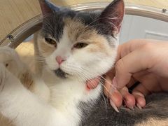 -楼上猫咖(罗湖店)