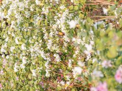 -广东花都湖国家湿地公园