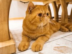-飞行喵MR PILOT|猫舍·猫咖(静安大融城店)