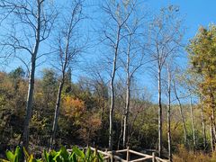 -白水寺森林公园