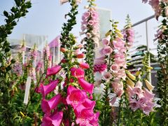 -海心沙亚运公园