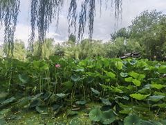 -莲湖公园