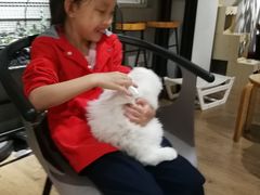 -东方名猫馆·英短金渐层布偶猫舍(环线广场1号楼店)