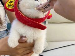 -lincat·猫舍(广州店)