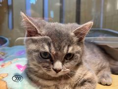 -momokira米努特·德文卷毛猫·棉花面纱犬