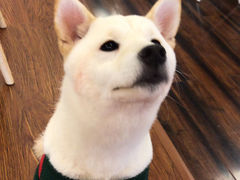 -豆柴町-柴犬主题狗咖(红鼎国际C座店)