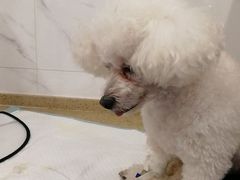 -伟伟宠物医院·CT影像中心·瑞派犬猫综合性门诊(汉口总院)