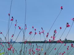 -吴越荣记苏州菜·松鼠桂鱼 100% 活鱼现做(月光码头店)