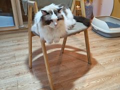 -白兔子密室(长寿路店)