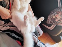 -Bastet sally猫舍购宠(静安店)