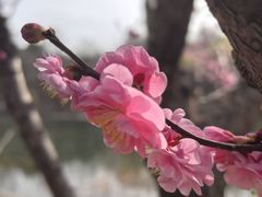 -重庆石磨豆花庄(乔庄店)
