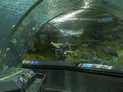 -上海海洋水族馆