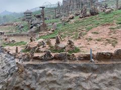 -石家庄市动物园