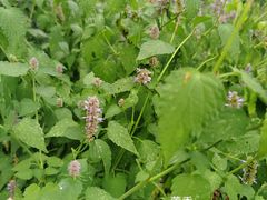 -国家植物园南园