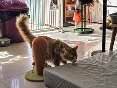 -平行世界·猫咖(首经贸店)