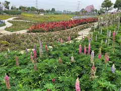 -紫颐香薰山谷景区