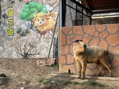 -无锡动物园·太湖欢乐园