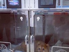 -申普宠物医院·心脏介入·心血管微创(总院)