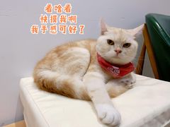 -是阿柴呀！柴犬咖啡·爱喵喵猫咖