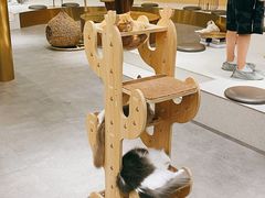 -飞行喵MR PILOT|猫舍·猫咖(静安大融城店)