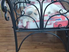 -这儿没有猫·猫咖萌宠馆·撸猫