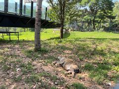 -大连森林动物园