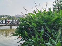-海珠湖公园
