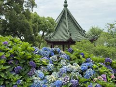 -无锡蠡湖国家湿地公园-蠡园
