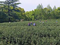 -上海佘山国家森林公园西佘山园