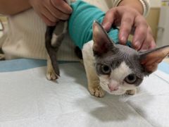 -佳怡动物医院·平价24小时·猫专科骨外科