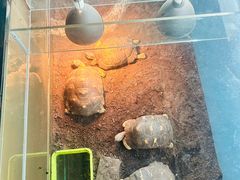 -上海大自然野生昆虫馆(东方明珠·爬宠昆虫探索中心)
