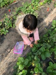 点击看大图 -蓝呗呗蓝莓草莓采摘园(通州区马驹桥店)