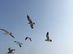 -牛岛王子面馆