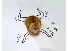 -猫咪咖啡·猫咖(万达广场店)