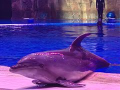 -华夏文旅海洋公园