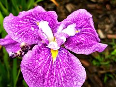 -上海植物园-4号门售票处