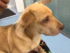 -伟伟宠物医院·CT影像中心·瑞派犬猫综合性门诊(汉口总院)
