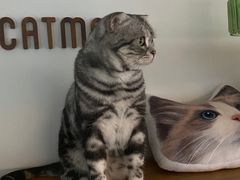 -Catmate·猫肥家润(金润铂宫店)