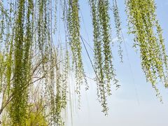 -咸阳湖景区