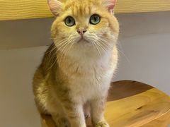 -Heymao猫咖.咖啡厅(东门店)
