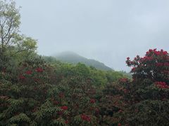 -贵州百里杜鹃风景名胜区