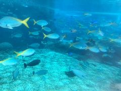 -新加坡水上探险乐园